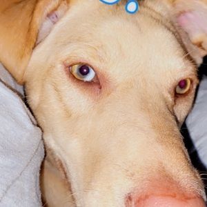 Meet your Posher, Chloie